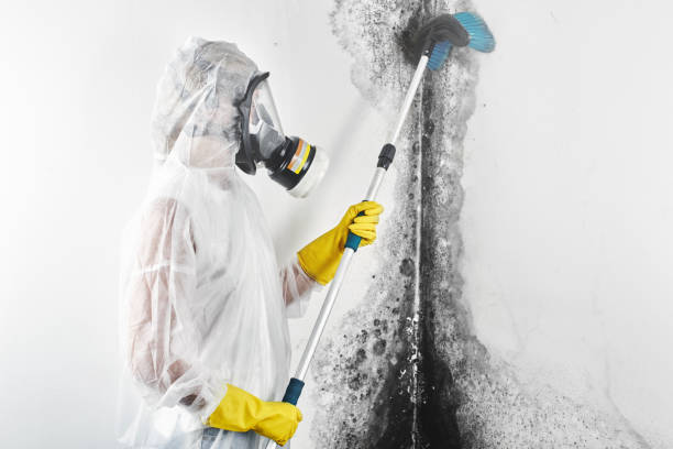 Best Basement Mold Removal  in Pine Mountain Clu, CA
