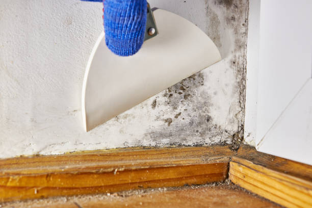 Best Black Mold Removal  in Pine Mountain Clu, CA